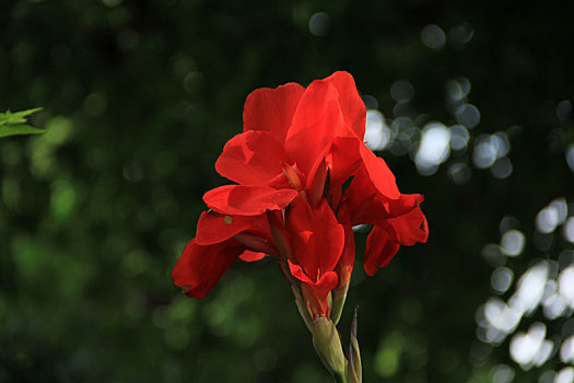 红色花