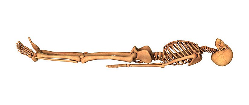 人体骨骼,笼子,白色背景