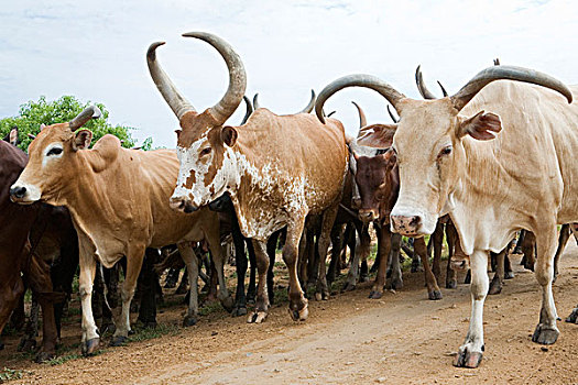 牧群,牛,走,道路,靠近,湖,乌干达,非洲