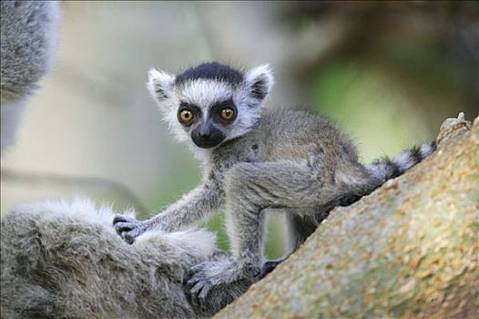 节尾狐猴,狐猴,婴儿,肖像,脆弱,贝伦提私人保护区,马达加斯加