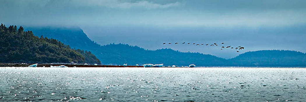 鹅,飞,排列,上方,泻湖,冰河,冰山,岸边,冰河湾国家公园,保存,东南阿拉斯加,夏天