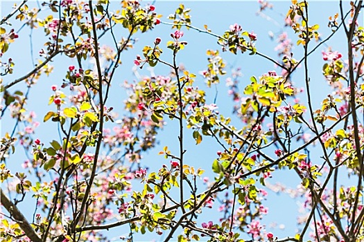 枝条,粉色,花,苹果树,春天