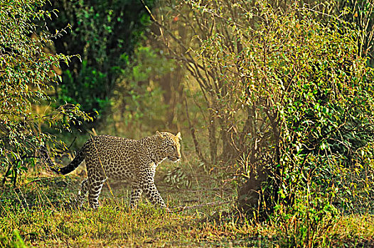 非洲豹,豹,马赛马拉国家保护区,肯尼亚,非洲