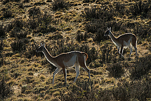 原驼,美洲驼,托雷德裴恩国家公园,巴塔哥尼亚,区域,南方,智利