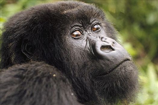 山地大猩猩,大猩猩,成年,看镜头,维龙加山,刚果