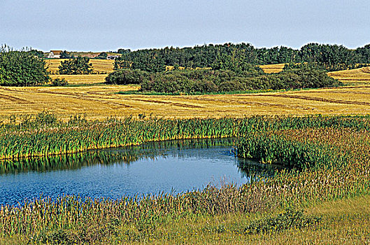 草原,景色,靠近,萨斯喀彻温,加拿大