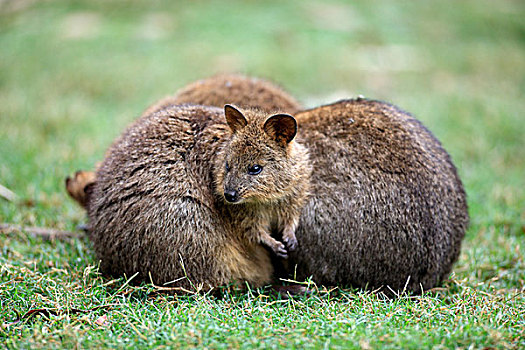 短尾矮袋鼠,三个,成年,一起,澳大利亚