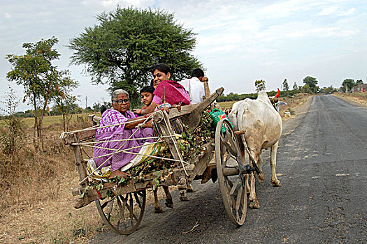 印度,公路,家庭,旅行,阉牛,手推车,慢,稳固,步伐,先辈,岁月,一月,2007年