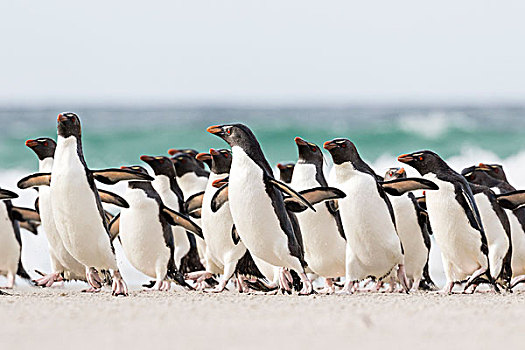 凤冠企鹅,南跳岩企鹅,南方,降落,群,给,安全,数字,湿,海滩
