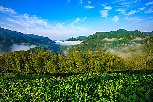 山,树林,雾气,云海,氤氲,绿色,树木,乡村