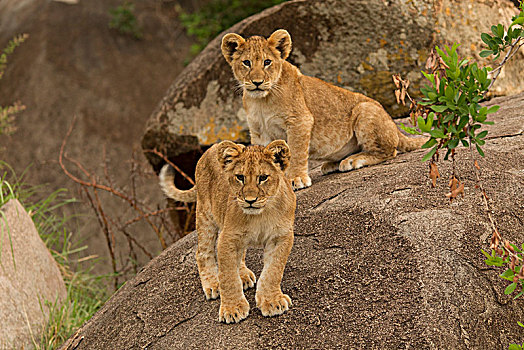 两个,幼狮,狮子,站立,石头,塞伦盖蒂国家公园,坦桑尼亚,非洲