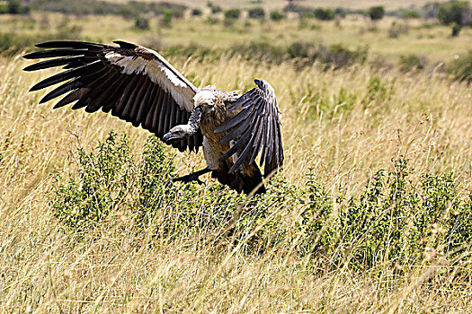 白色,后背,秃鹰,白背秃鹫,降落,马赛马拉,公园,肯尼亚