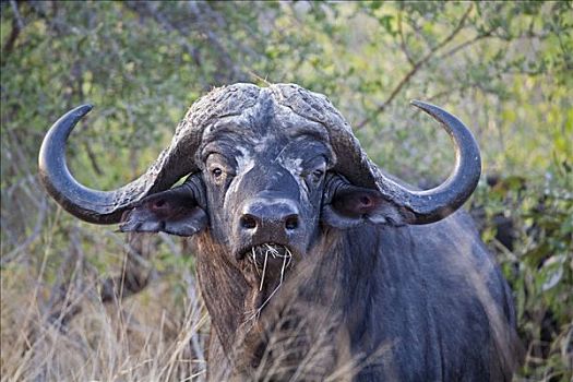 非洲水牛,肖像,克鲁格国家公园,南非
