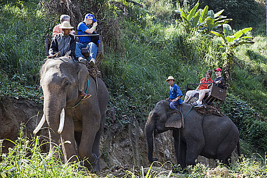 旅游,大象,跋涉,清迈,泰国