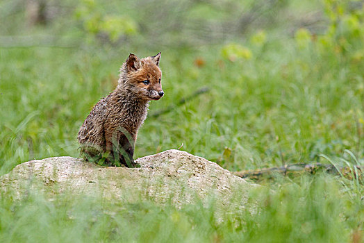 红狐,狐属,小动物,坐,巢穴,巴登符腾堡,德国,欧洲