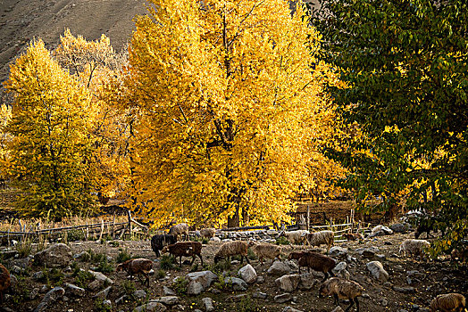 新疆,乡村,秋色,黄叶,羊群