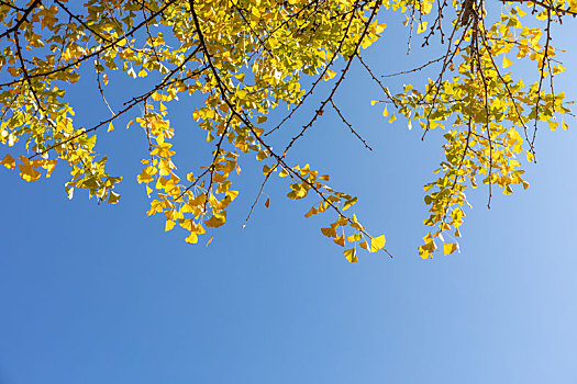 腾冲市秋日里金黄色的银杏树叶