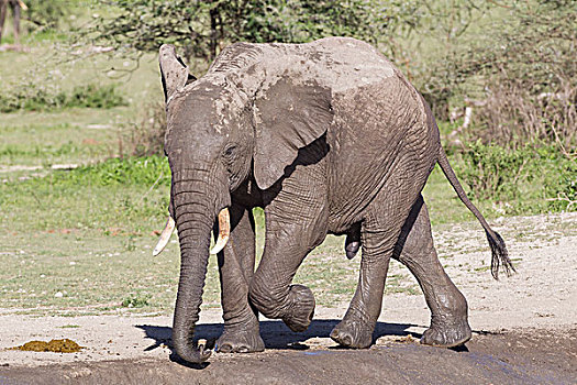 一个,幼兽,成年,大象,走,水边,出现,水塘,恩戈罗恩戈罗,保护区,坦桑尼亚