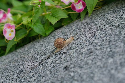 喇叭花,蜗牛