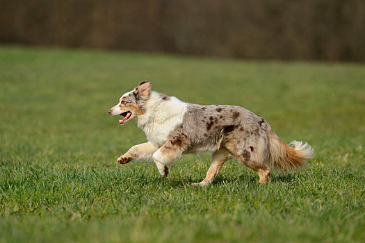 澳洲牧羊犬,狗,草地