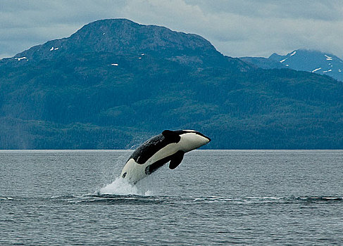 逆戟鲸,短暂,跳跃,威廉王子湾,阿拉斯加,夏天