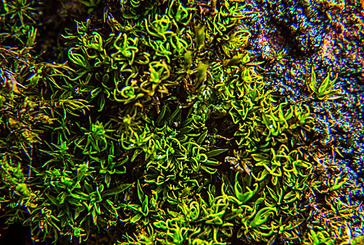 苔藓植物微距生态植被