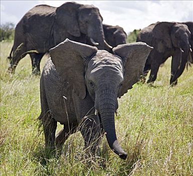 肯尼亚,纳罗克地区,马赛马拉,幼兽,大象,入侵者,马赛马拉国家保护区