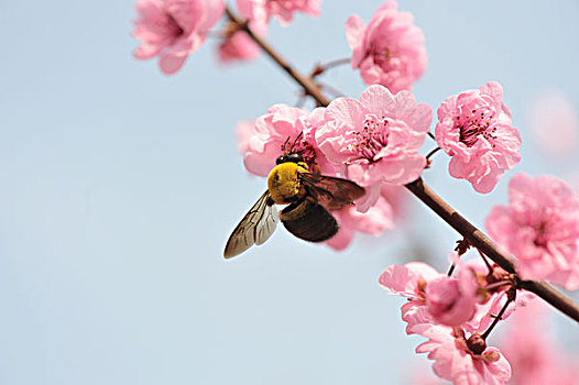 特写,蜜蜂,桃花