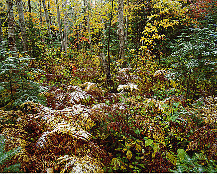 树林,室内,阿尔冈金省立公园,安大略省,加拿大