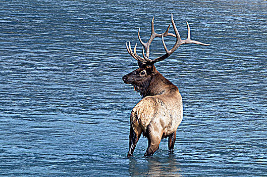 野生,公麋鹿,鹿属,鹿,站立,阿萨巴斯卡河,艾伯塔省,加拿大