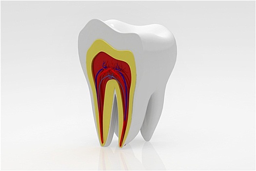 横断面,牙齿