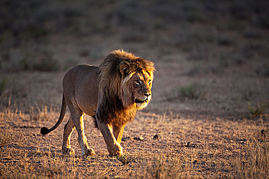 非洲狮,狮子,卡拉哈迪大羚羊国家公园,北开普,南非