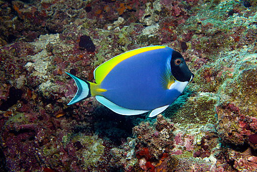 粉末,蓝色,阿里环礁,马尔代夫,亚洲