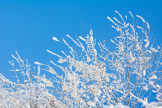 雪后森林