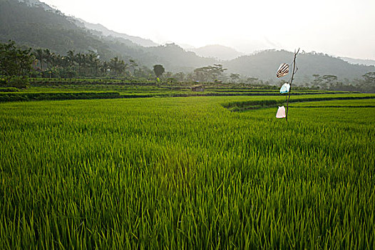 农业,土地,印度尼西亚