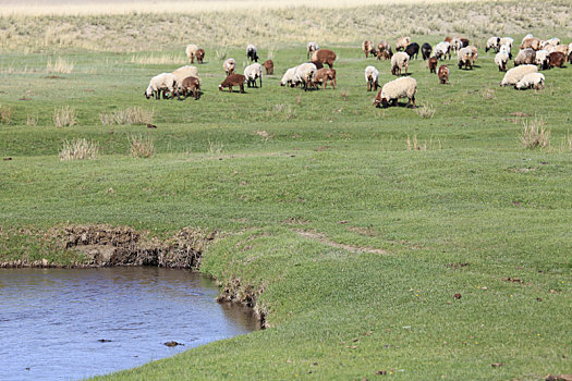 新疆哈密,夏季的天马牧场,青青草原