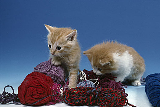 两个,小猫,玩,纱线