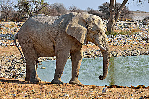 非洲象,老,大象,雄性动物,水坑,埃托沙国家公园,纳米比亚,非洲