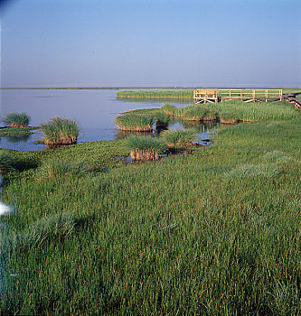 若尔盖湿地花湖