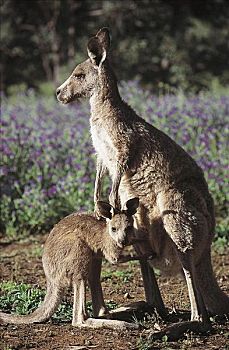 灰色,东方,袋鼠,灰袋鼠,尝试,进入,哺乳动物,沃伦邦格尔国家公园,澳大利亚,动物