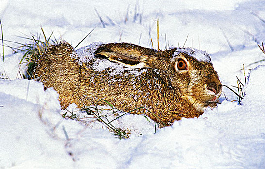 欧洲,棕兔,欧洲野兔,雪中
