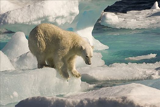 北极熊,漂浮,冰,拉布拉多海,拉布拉多犬,加拿大,北美