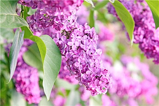 紫色,丁香,灌木