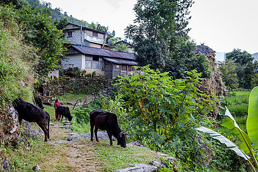 母牛,女性,农民,户外,乡村,尼泊尔