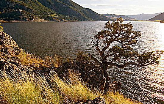 孤木,湖,靠近,哥伦比亚,加拿大
