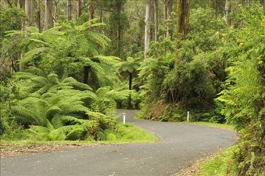道路,国家公园,维多利亚,澳大利亚