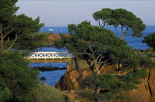 法国,滨海阿尔卑斯省,靠近,地中海,松树,树,桥