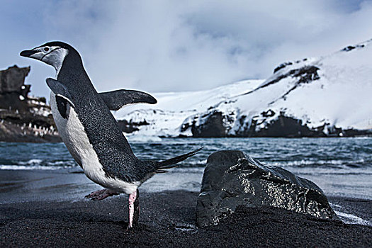 南极,南设得兰群岛,帽带企鹅,阿德利企鹅属,跑,黑色,火山,沙滩,靠近,欺骗岛