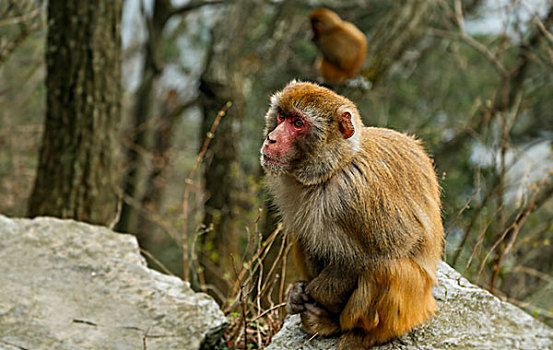 庐山景区内的猴子