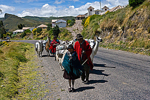家庭,走,美洲驼,乡村,高地,厄瓜多尔